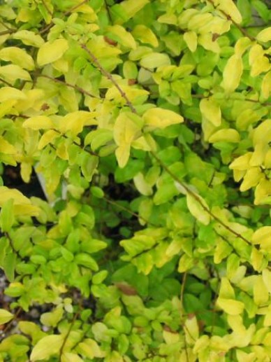 Ligustrum Ovalifolium Lemon And Lime De Tuinen Van Appeltern