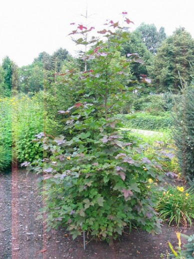 Liquidambar formosana Amberboom De Tuinen van Appeltern