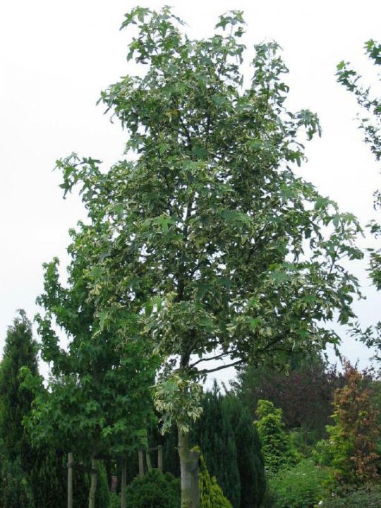 Liquidambar styraciflua 'Silver King' Bontbladige amberboom De