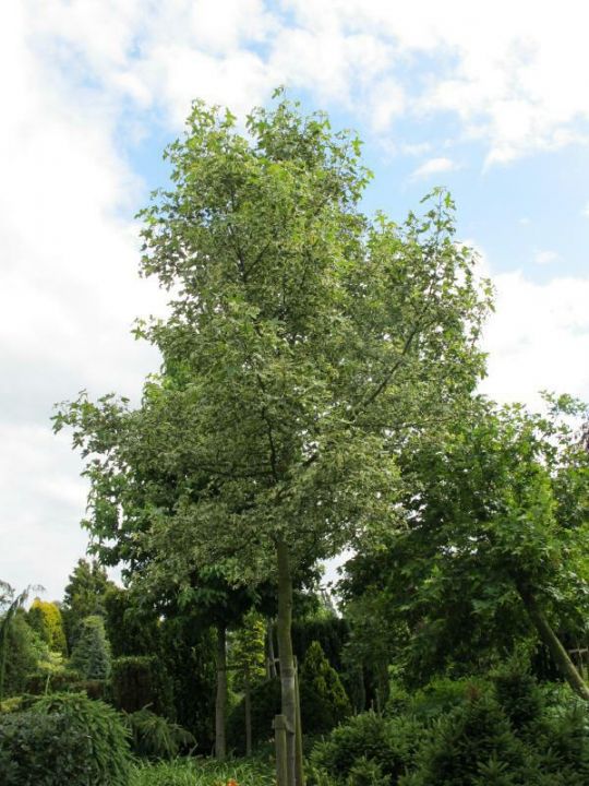 Liquidambar styraciflua 'Silver King' Bontbladige amberboom De