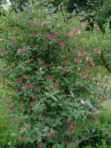 Lonicera periclymenum 'Belgica' - Kamperfoelie
