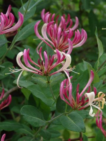 Lonicera periclymenum 'Belgica' - Kamperfoelie