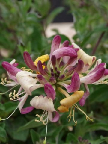 Lonicera periclymenum 'Chic & Choc' (='Inov205') - Kamperfoelie