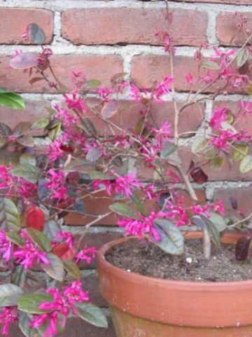 Loropetalum chinense 'Fire Dance' - Heksenstruik