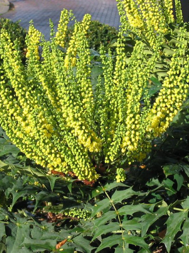Découvrez Le Mahonia X Media Charity - Une Plante Résistante Incroyable