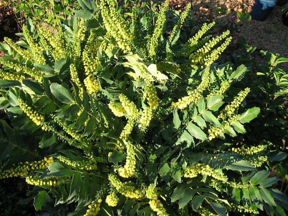 Pianta Mahonia Media Charity - Cespuglio Ornamentale Con Fiori Gialli, Vaso 19 Cm - Foto 8