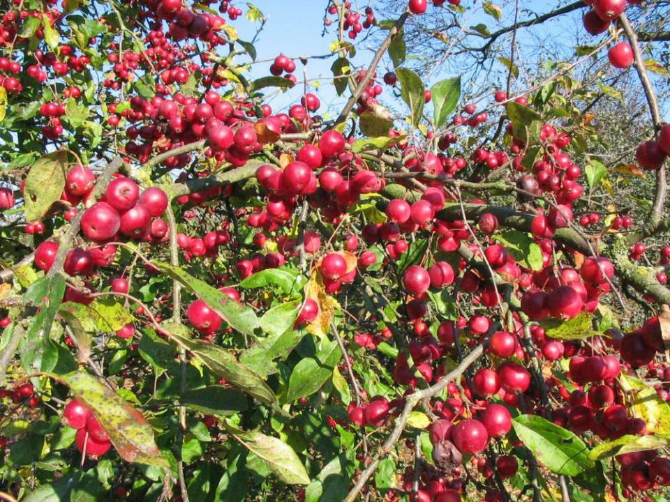 Malus Sierappel De Tuinen van Appeltern Malus Sierappel De Tuinen van Appeltern