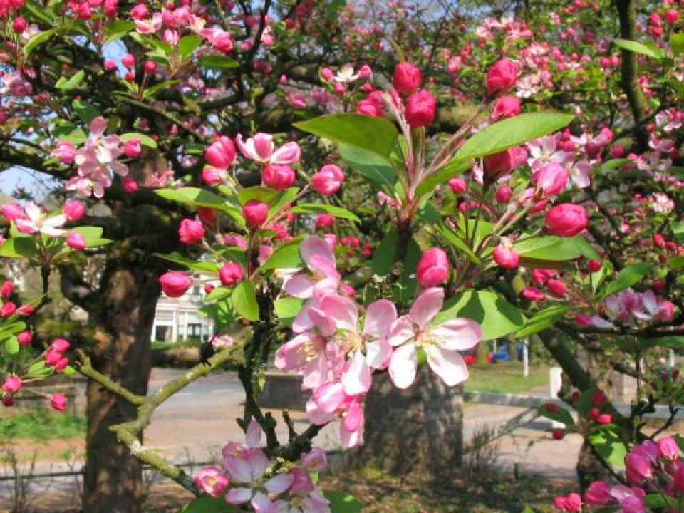 Malus × micromalus - Sierappel | De Tuinen van Appeltern