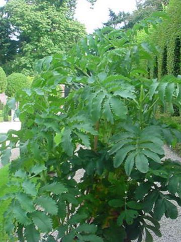 Melianthus major -