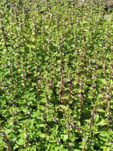 Mentha gentilis 'Variegata' - Bonte gembermunt