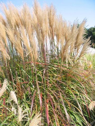 Miscanthus sinensis 'Kupferberg' - Prachtriet