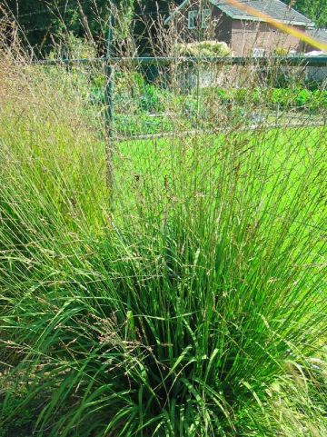 Molinia caerulea subsp. arundinacea 'Karl Foerster' - Pijpestrootje