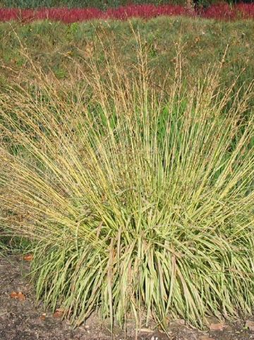 Molinia caerulea 'Variegata' - (Bont) pijpestrootje