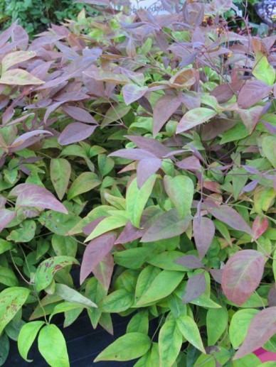 Nandina Domestica Blush Pink Aka Schijnbamboe De Tuinen Van Appeltern