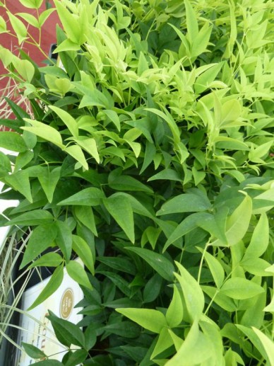 Nandina Domestica Magical Lemon Lime Lemlim Schijnbamboe De Tuinen Van Appeltern