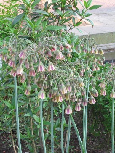 nectaroscordum_siculum_godenlook_bulgaarse_ui.jpg