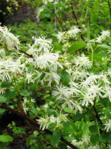 Neviusia alabamensis -