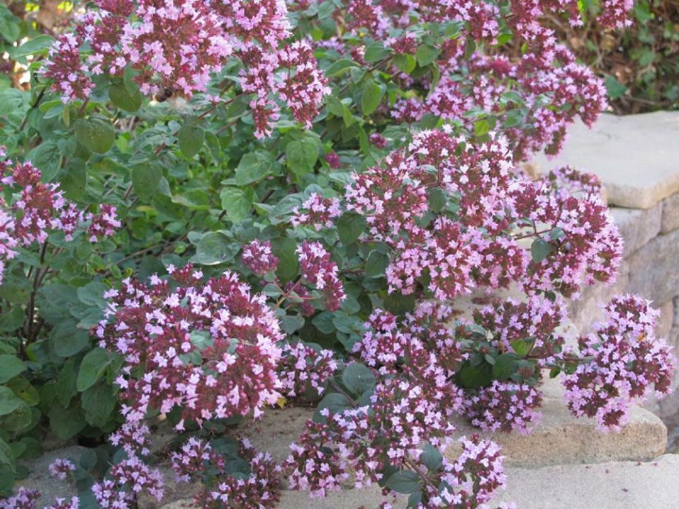 Origanum laevigatum 'Herrenhausen' Marjolein De Tuinen van Appeltern