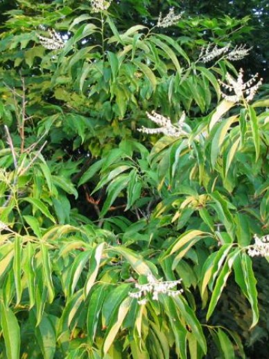 Lily Of The Valley Tree, Sourwood, Oxydendrum Arboreum. Beautiful 150 Seeds - Foto 4