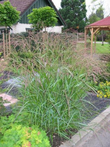 Panicum virgatum 'Squaw' - Vingergras , Parelgierst