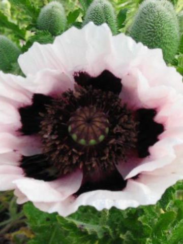 Papaver orientale 'Perry's White' - Oosterse papaver