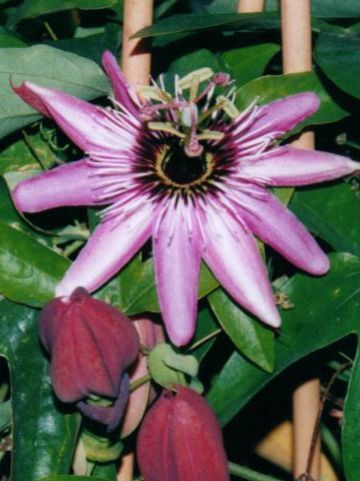Passiflora × caeruleoracemosa 'Victoria' - Passiebloem