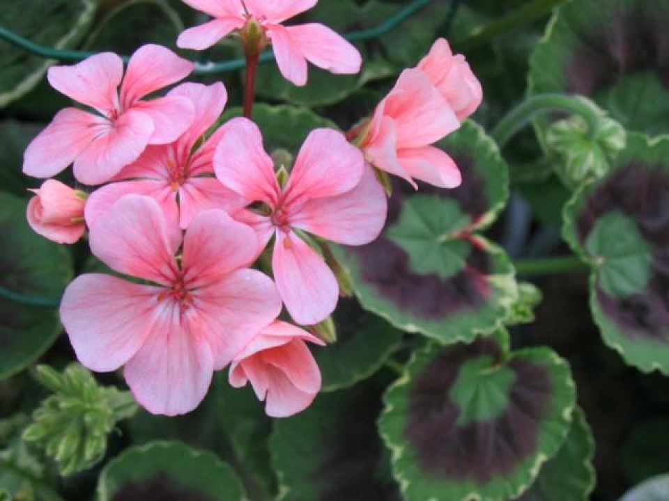 Pelargonium zonale Staande geranium De Tuinen van Appeltern