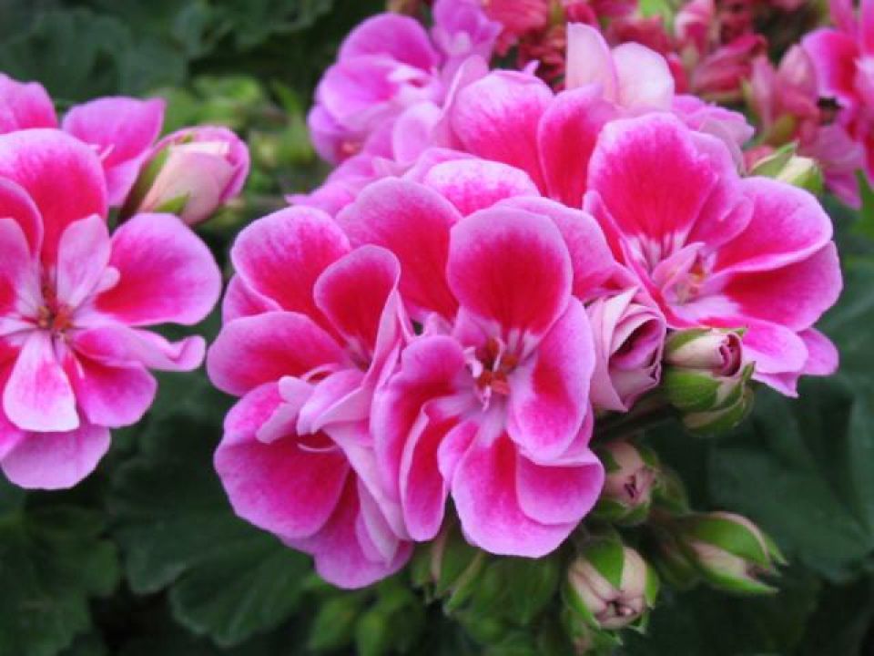 Pelargonium zonale Staande geranium De Tuinen van Appeltern