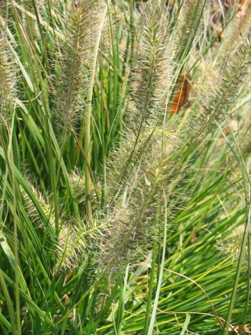Pennisetum alopecuroides 'Gelbstiel' - Lampenpoetsersgras , Flesseborstelgras