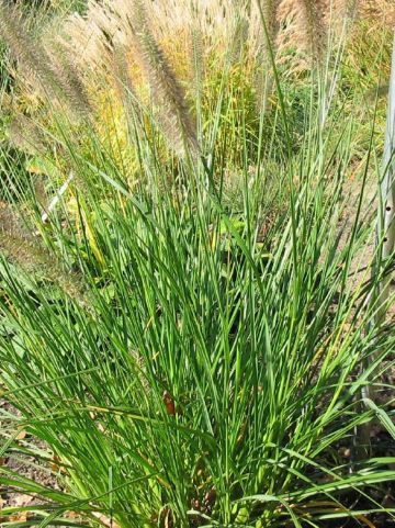 Pennisetum alopecuroides 'Magic' - Lampenpoetsersgras