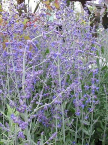 Perovskia atriplicifolia 'Little Spire' - Reuzenlavendel