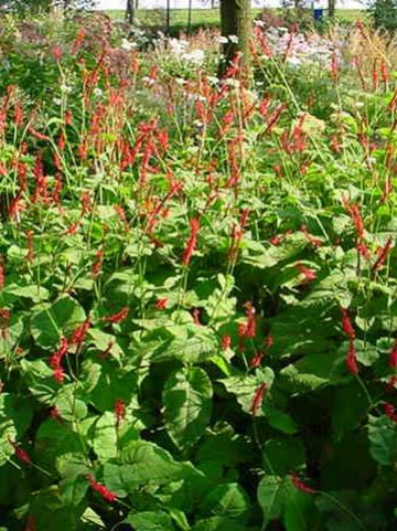Persicaria amplexicaulis 'Firedance' - Duizendknoop
