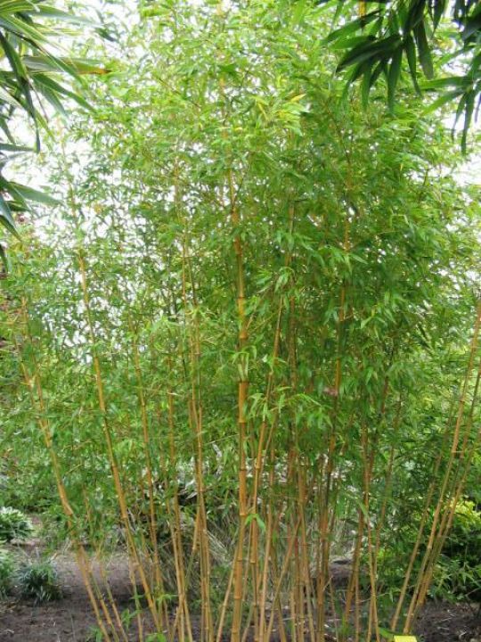 Phyllostachys bambusoides 'Castillonis' De Tuinen van Appeltern