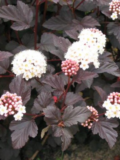 physocarpus_opulifolius_diabolo_-_blaasspirea.jpg