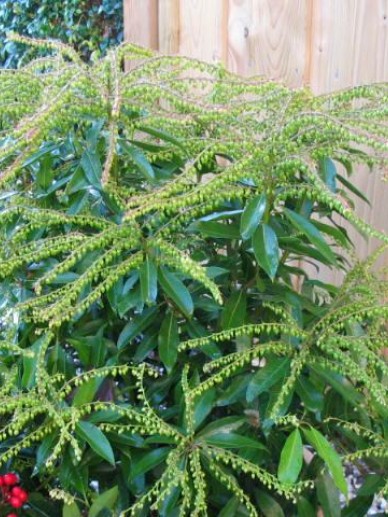 Pieris Brouwer S Beauty Rotsheide De Tuinen Van Appeltern