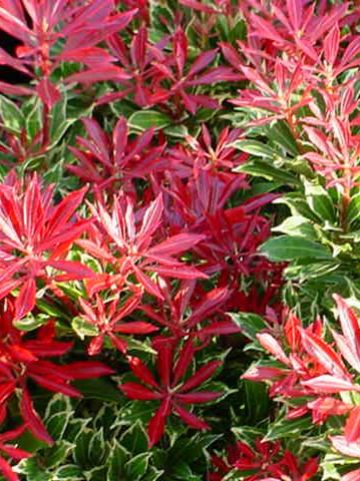 Pieris japonica 'Carnaval' - Rotsheide , Lavendelheide