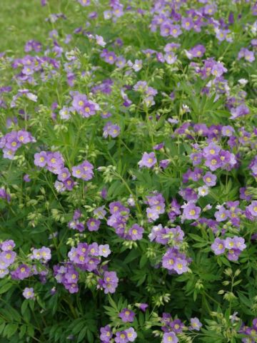 Polemonium caeruleum 'Lambrook Mauve' - Jacobsladder