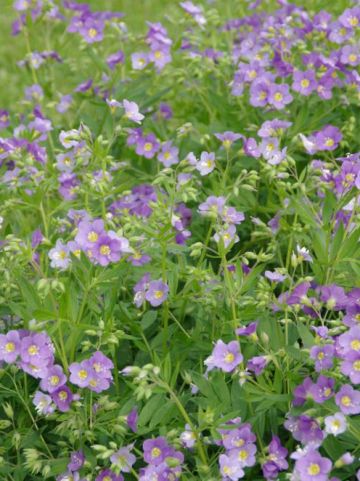 Polemonium caeruleum 'Lambrook Mauve' - Jacobsladder