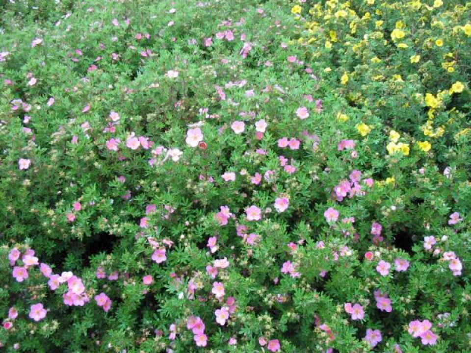 Potentilla fruticosa 'Lovely Pink' (='Pink Beauty') - Ganzerik | De ...