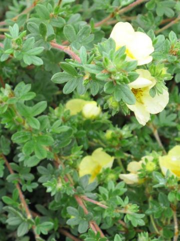 Potentilla fruticosa 'Primrose Beauty' - Ganzerik