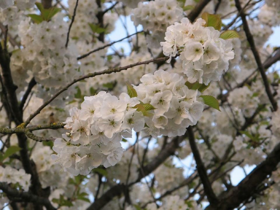 Prunus gondouinii 'Schnee' Sierkers De Tuinen van Appeltern