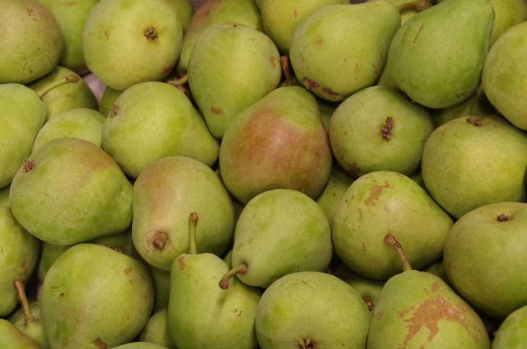 Pyrus communis 'Saint Remy' Stoofpeer De Tuinen van Appeltern