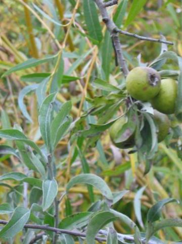 Pyrus salicifolia 'Pendula' - Wilgbladige peer