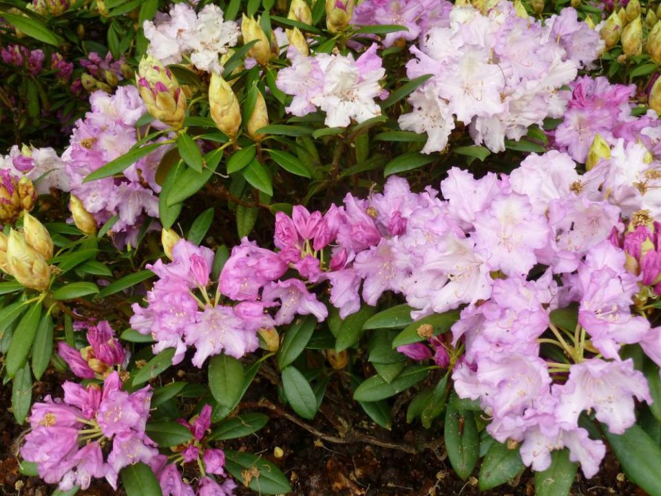 Rhododendron 'Caroline Allbrook' Dwergrododendron De Tuinen van
