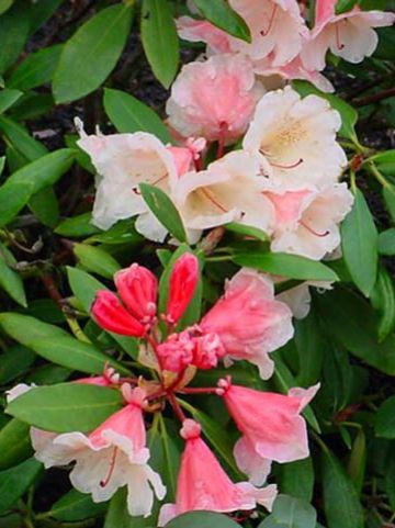 Rhododendron 'Chelsea Seventy' - Dwergrododendron