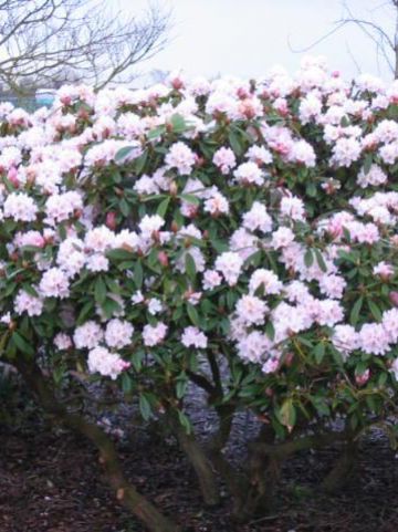 Rhododendron 'Christmas Cheer' - Tuinrododendron