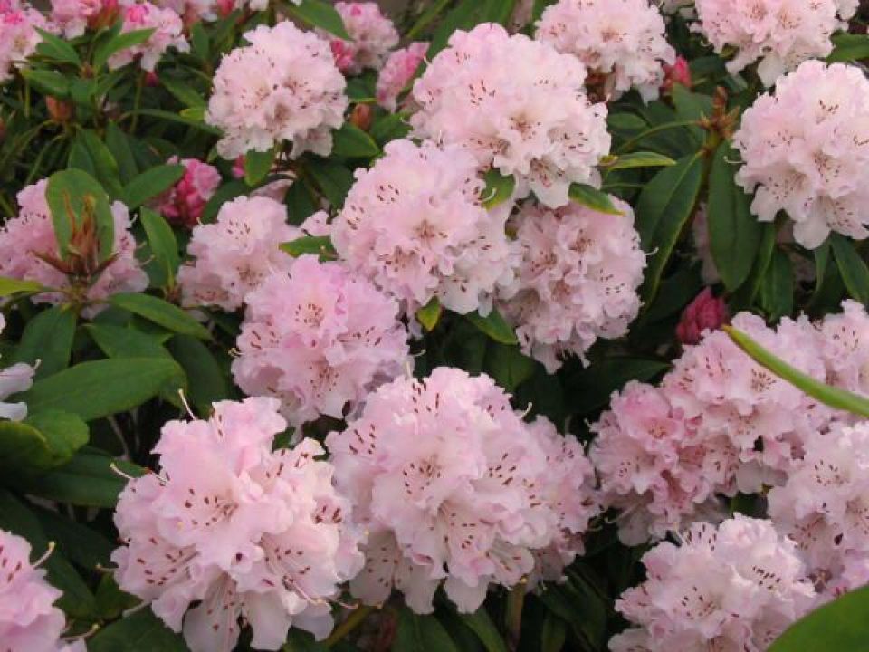 Rhododendron 'Christmas Cheer' - Tuinrododendron | De Tuinen van Appeltern