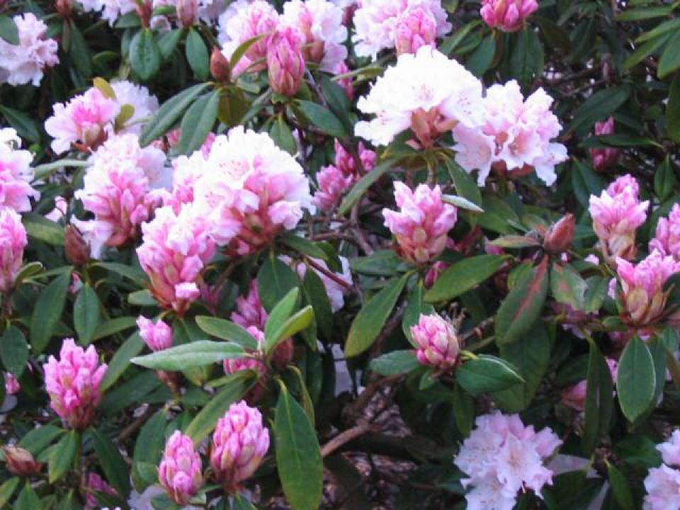 Rhododendron 'Christmas Cheer' - Tuinrododendron | De Tuinen van Appeltern