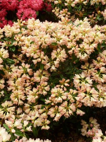 Rhododendron 'Golden Torch' - Dwergrododendron