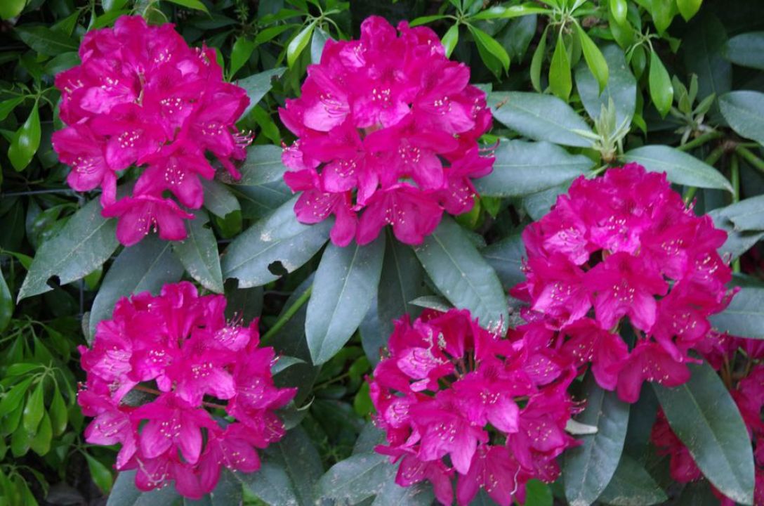 Rhododendron 'Nova Zembla' Rododendron De Tuinen van Appeltern